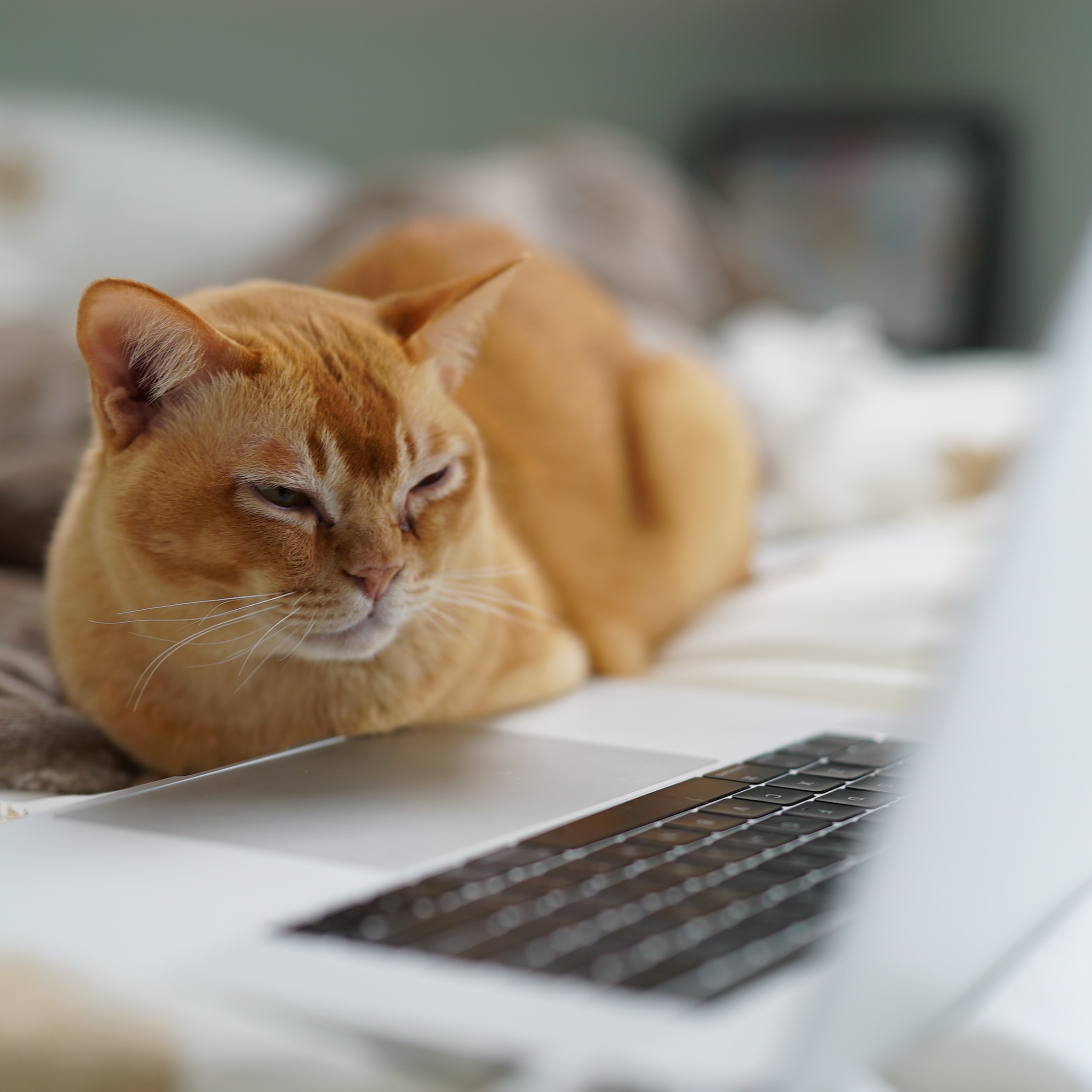 cat laying in front of a laptop